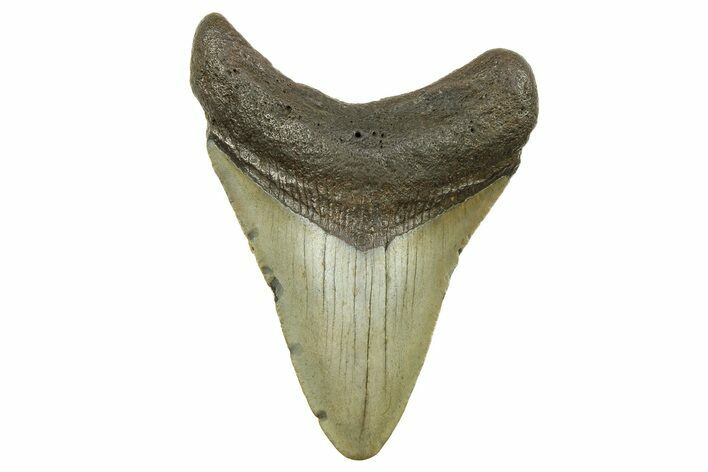 Fossil Megalodon Tooth - North Carolina #298836